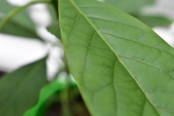 叶的解剖图片下载