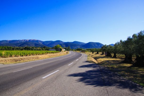 从法国普罗旺斯的葡萄园中，在蓝天的映衬下，在蜿蜒的山路上看到橄榄树和葡萄藤图片下载