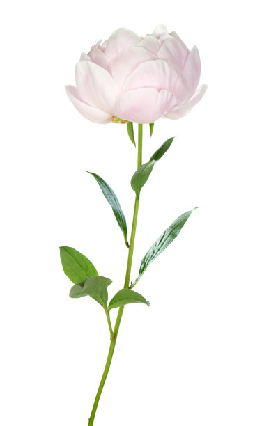 牡丹花朵图片下载