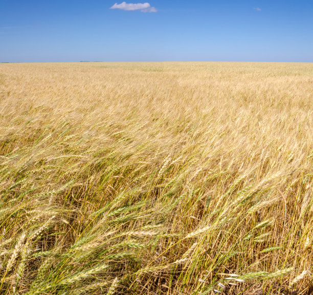阳光明媚的一天，田里的小麦成熟了图片下载