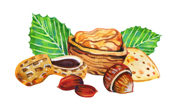 不同的坚果组。榛子，核桃，花生，杏仁。手绘水彩插图素材图片