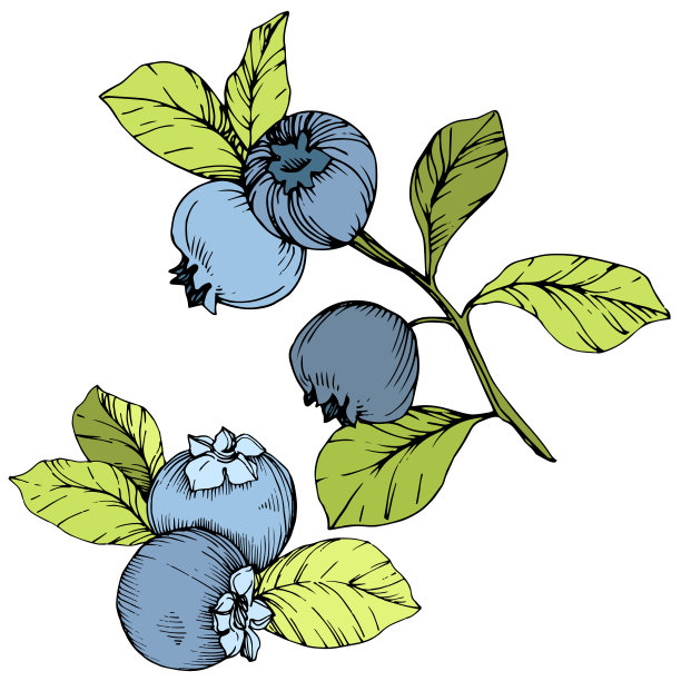 矢量蓝莓绿和蓝色雕刻水墨艺术。浆果和绿叶。孤立的蓝莓插图元素。图片下载