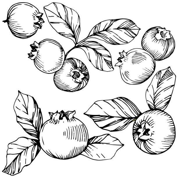 矢蓝莓黑白水墨雕刻艺术。浆果和树叶。孤立的蓝莓插图元素。图片下载