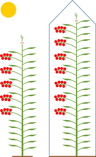 如何修剪不定西红柿植株。番茄修剪方案图片下载