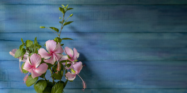 粉红色的芙蓉花映衬着绿松石色、紫色和蓝色的木面板抽象背景。图片下载