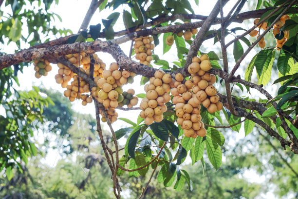 新鲜卧龙岗树上果树。图片下载