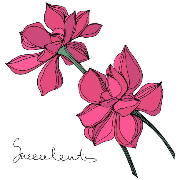 矢量丛林植物肉质花。雕刻水墨艺术插画。孤立肉质插图元素。图片下载