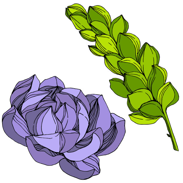 矢量丛林植物肉质花。雕刻水墨艺术插画。孤立肉质插图元素。图片下载