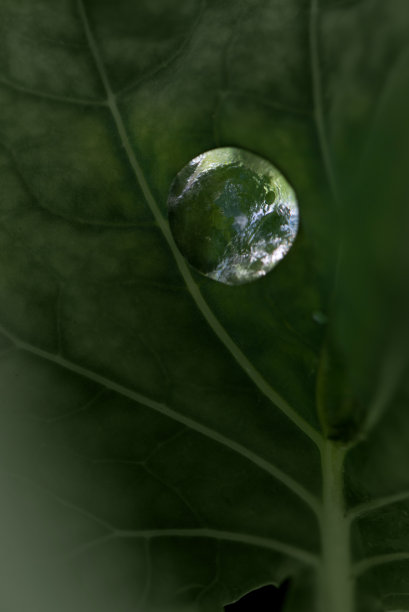 新鲜绿叶上的水滴近距离观察图片下载