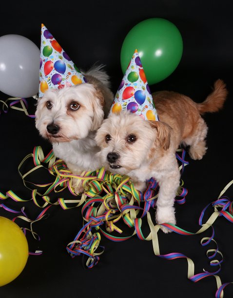 两只小狗坐在黑暗的工作室里装饰着派对图片下载