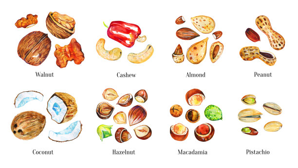 一套不同类型的坚果与标题。核桃，腰果，杏仁，开心果，椰子，榛子，澳洲坚果，花生。手绘水彩插图图片下载