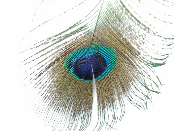 一幅白色背景上的孔雀羽毛画图片下载