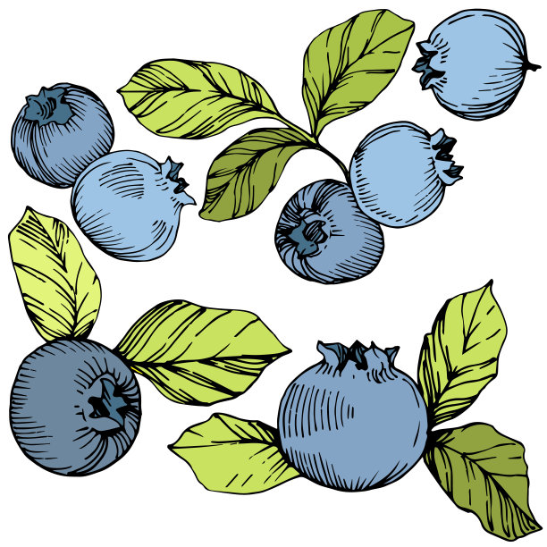 矢量蓝莓绿和蓝色雕刻水墨艺术。浆果和绿叶。孤立的蓝莓插图元素。图片下载