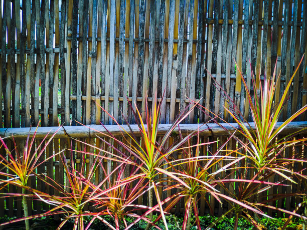 竹墙和植物图片下载