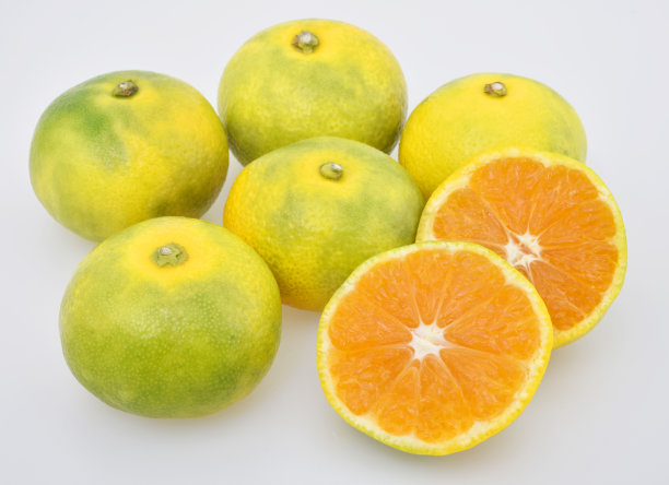 早期的无核小蜜橘橙色图片下载