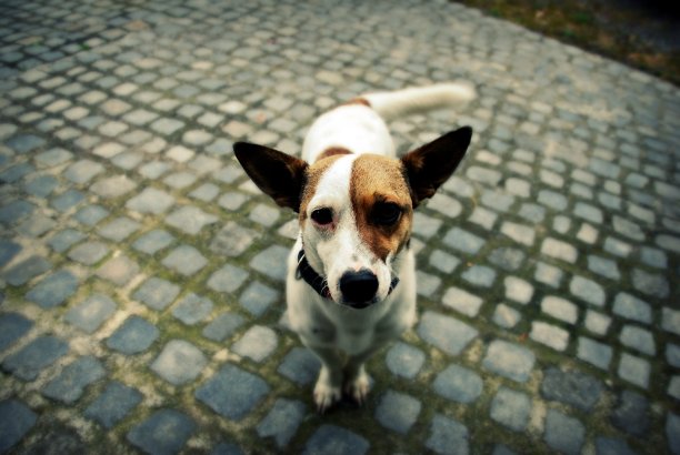 警报耳狗图片下载