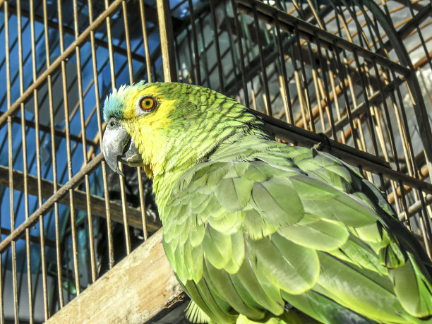 背景是巴西的绿鹦鹉和笼子图片下载