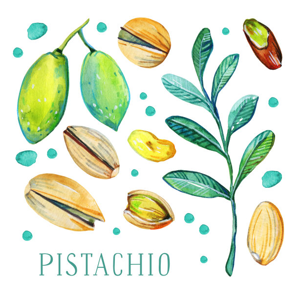一套开心果，树叶和水果。手绘水彩插图图片下载