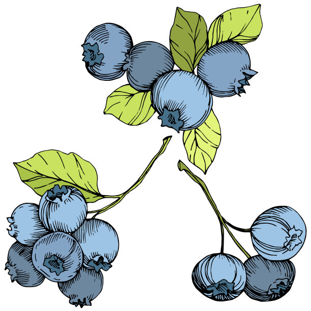 矢量蓝莓绿和蓝色雕刻水墨艺术。浆果和绿叶。孤立的蓝莓插图元素。图片下载