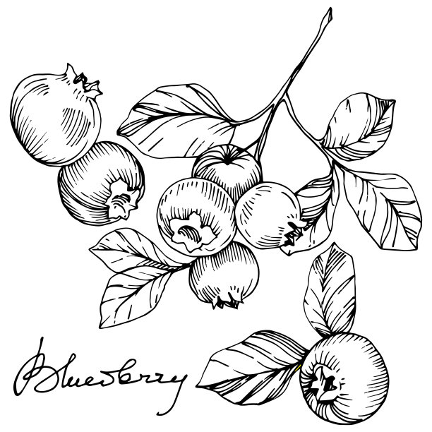矢蓝莓黑白水墨雕刻艺术。浆果和树叶。孤立的蓝莓插图元素。图片下载