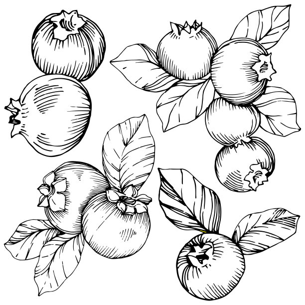 矢蓝莓黑白水墨雕刻艺术。浆果和树叶。孤立的蓝莓插图元素。图片下载