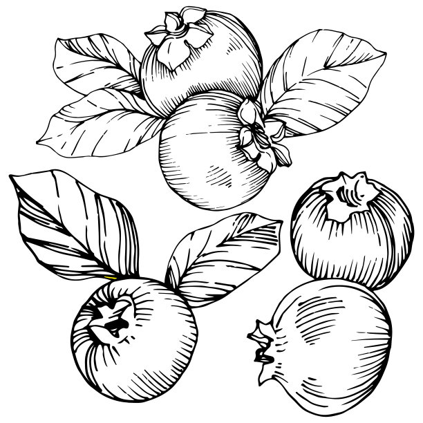 矢蓝莓黑白水墨雕刻艺术。浆果和树叶。孤立的蓝莓插图元素。图片下载