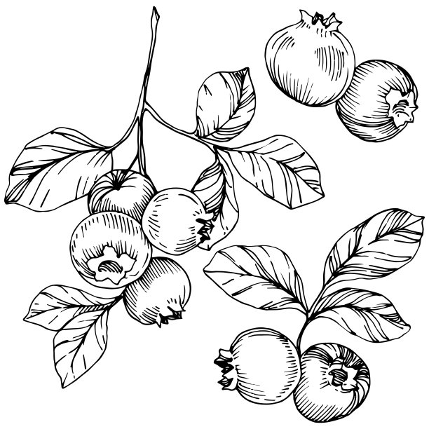 矢蓝莓黑白水墨雕刻艺术。浆果和树叶。孤立的蓝莓插图元素。图片下载