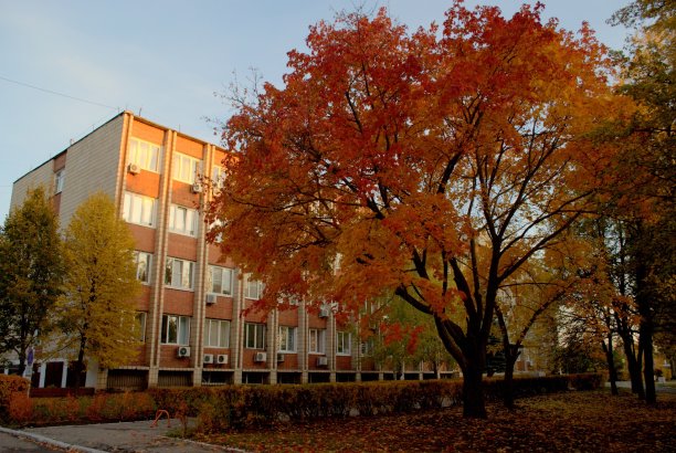 傍晚的枫树与橘红色的树叶和一个办公楼在背景。图片下载