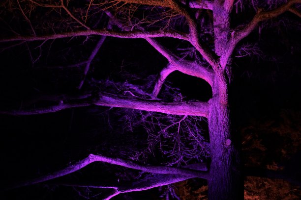 部分照亮树与紫色颜色图片下载