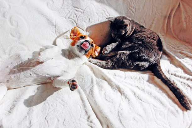 杰克罗素梗躲在后面，一只灰色的猫躺在白色的被单上图片下载