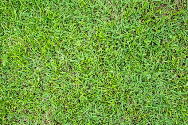 绿草纹理背景俯视图。图片下载