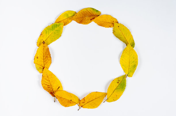 秋季构图框架。白色背景上的一圈黄锈叶。俯视图。复制空间，平铺。图片下载