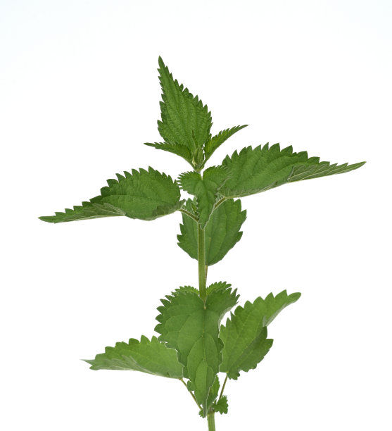 荨麻、荨麻属dioica图片下载