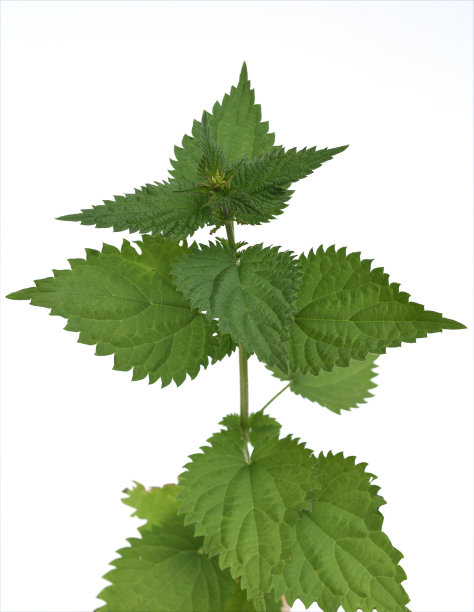 荨麻、荨麻属dioica图片下载