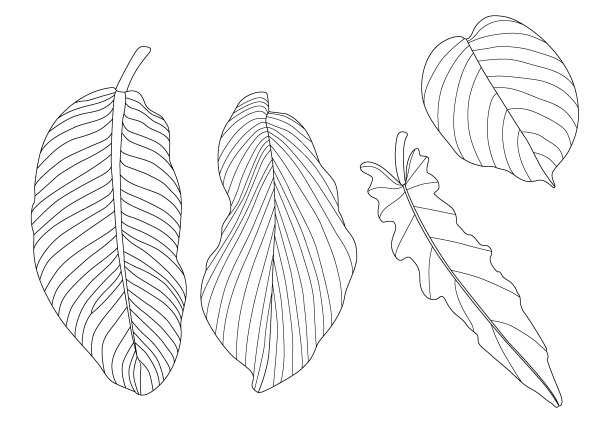 叶线单叶和叶图案黑色带彩色装饰在白色背景上的插图矢量图片下载