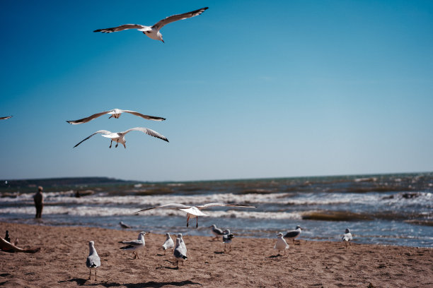 海鸥在海边行走和飞翔图片下载