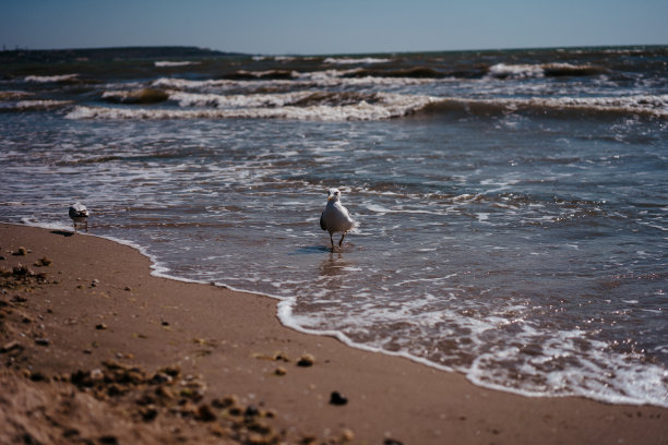 海鸥在海边行走和飞翔图片下载
