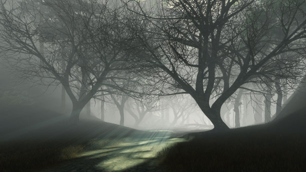 在雾蒙蒙的黄昏，进入黑暗神秘的森林图片下载