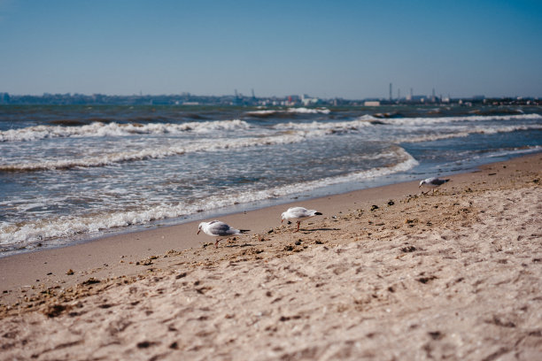 海鸥在海边行走和飞翔图片下载