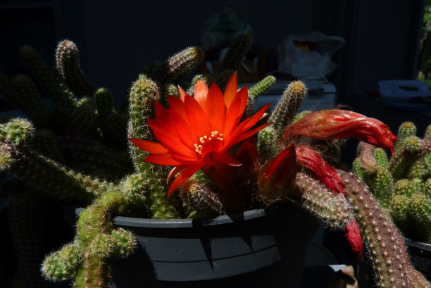 花红色图片下载