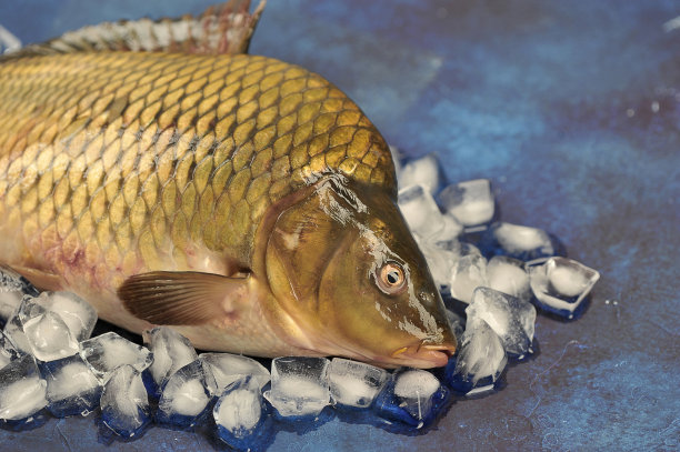 冰堆中的新鲜鲤鱼。黑暗的表面。图片下载