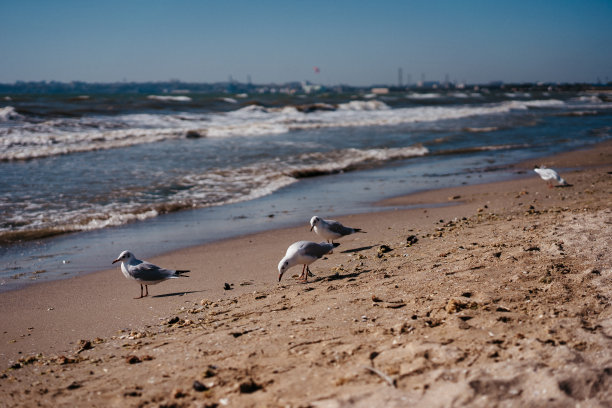 海鸥在海边行走和飞翔图片下载