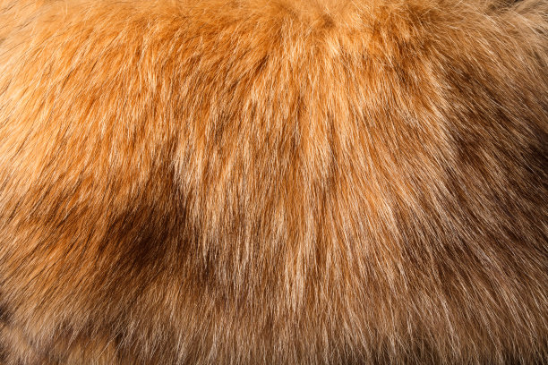 棕色和黑色豹纹。图片下载