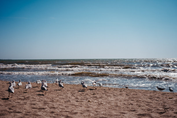 海鸥在海边行走和飞翔图片下载