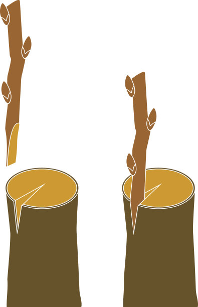 春季嫁接树。劈接法图片下载