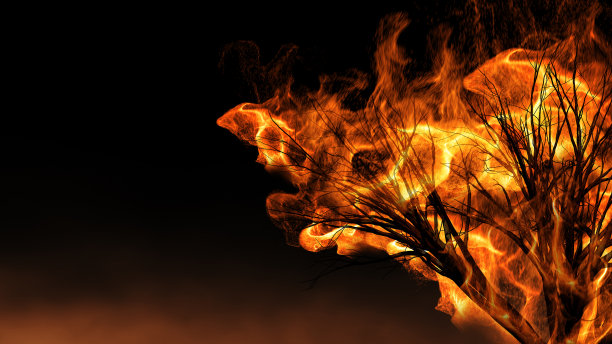 树着火了图片下载