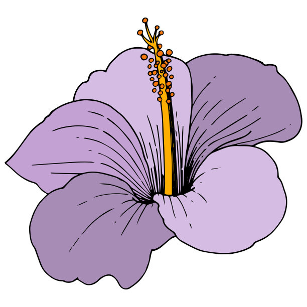 载体芙蓉花热带花卉。艺术雕刻墨水。孤立的木槿插图元素上的白色背景。图片下载