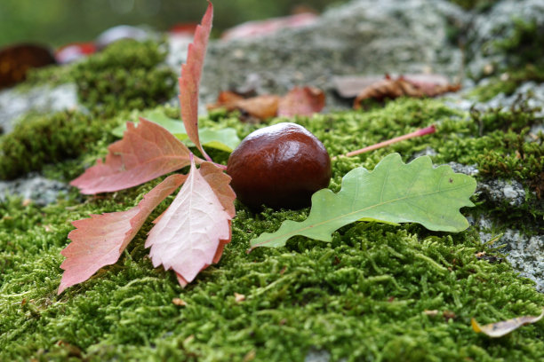 栗子与色彩斑斓的叶子秋天彩色照片在伟大的户外图片下载