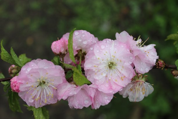 粉红色花朵的树枝图片下载