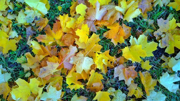 秋天来了。鲜黄的桔黄色地毯和铜色的枫叶落在绿色的草地上。秋天的自然之美。美丽的金色背景。美味的季节。时间的梦想。图片下载